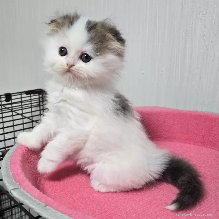 H.I 様のお迎えした子猫