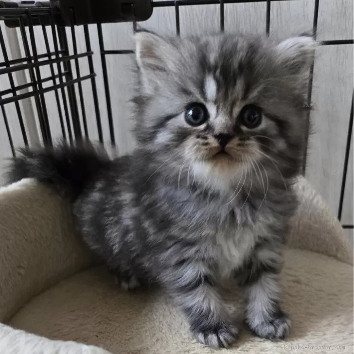 ID:2412-00662の子猫