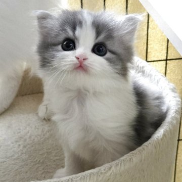 マンチカン×スコティッシュフォールド【福岡県・男の子・2025年12月16日・ブルータビー&ホワイト（セミロング）】の写真「おっとり美男子君😺✨」