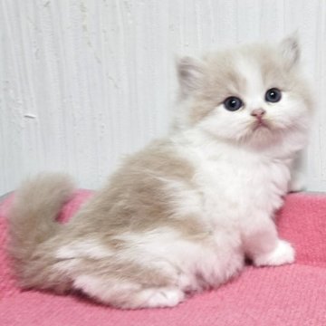 スコティッシュフォールド(立ち耳)【福岡県・男の子・2025年10月4日・クリームタビー&ホワイト（セミロング）】の写真「おっとり美男子君😺💕」