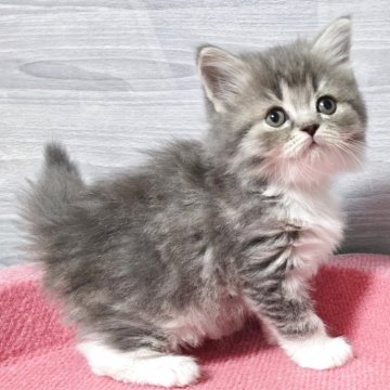 マンチカン(長足)【福岡県・女の子・2025年9月13日・ブルータビー&ホワイト（セミロング）】の写真「まん丸お目目の美人さん💕」