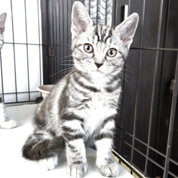 アメリカンショートヘア【福岡県・女の子・2025年7月22日・シルバーパッチドタビー】の写真「クリクリお目目の美人さん💕」