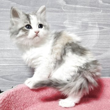 マンチカン(長足)【福岡県・女の子・2025年10月3日・ダイリュートキャリコ（セミロング）】の写真「とても可愛い美人さん💕」