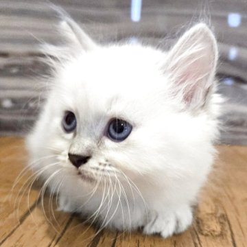 マンチカン(短足)【福岡県・女の子・2025年7月26日・ブルーポイント（セミロング）】の写真「とても可愛い美人さん💕❤️」