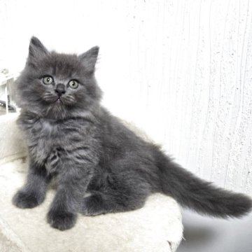 マンチカン(長足)【福岡県・男の子・2025年8月11日・ブルー（セミロング）】の写真「元気いっぱい美男子君😺✨」