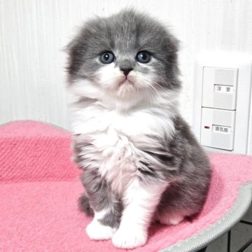 スコティッシュフォールド【福岡県・男の子・2025年11月2日・ブルータビー&ホワイト（セミロング）】の写真「おっとり美男子君😺✨」