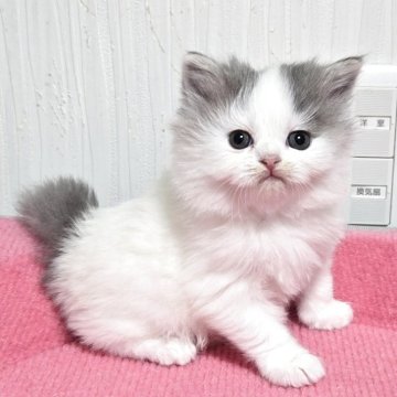 スコティッシュフォールド【福岡県・女の子・2025年11月2日・ブルータビー&ホワイト（セミロング）】の写真「おてんばな美人さん💕」