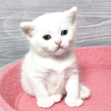 マンチカン(長足)【福岡県・女の子・2025年6月3日・ホワイト】の写真「懐っこい美人さん💕」