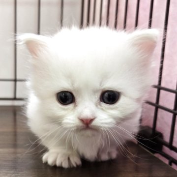 マンチカン(短足)【福岡県・男の子・2025年5月2日・カメオタビー&ホワイト（セミロング）】の写真「おっとり美男子君😺✨」
