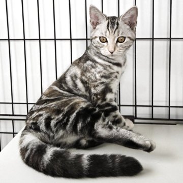 アメリカンショートヘア【福岡県・女の子・2025年7月22日・シルバーパッチドタビー】の写真「クリクリお目目の美人さん💕❤️」