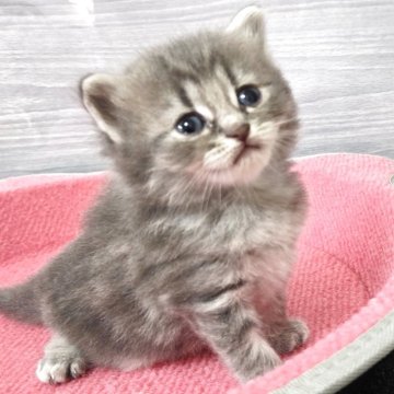 マンチカン(長足)【福岡県・男の子・2025年7月4日・ブルータビー（セミロング）】の写真「元気いっぱい美男子君😺✨」