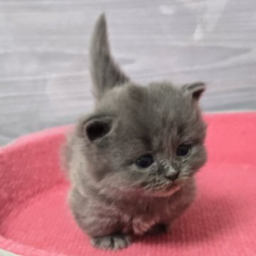 マンチカン(短足)【福岡県・女の子・2025年3月5日・ブルー（セミロング）】の写真「甘えっこの美人さん💕」