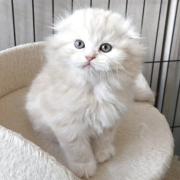 スコティッシュフォールド(折れ耳)【福岡県・男の子・2025年10月4日・カメオタビー（セミロング）】の写真「おっとり美男子君😺✨」