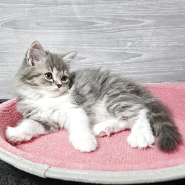 マンチカン(長足)【福岡県・女の子・2025年9月13日・ブルータビー&ホワイト（セミロング）】の写真「まん丸お目目の美人さん💕」