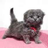 スコティッシュフォールド(折れ耳)