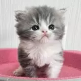 スコティッシュフォールド(折れ耳)【福岡県・男の子・2025年3月19日・ブルータビー&ホワイト】の写真1