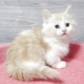 マンチカン(短足)