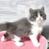 マンチカン(長足)