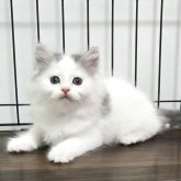 マンチカン(長足)