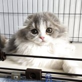 スコティッシュフォールド(折れ耳)