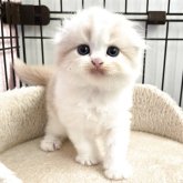 スコティッシュフォールド(折れ耳)