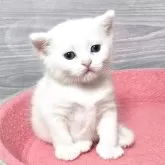 マンチカン(長足)