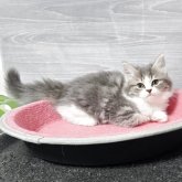 マンチカン(長足)