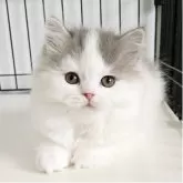 スコティッシュフォールド(立ち耳)