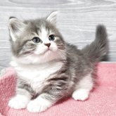 マンチカン(長足)