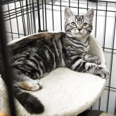 アメリカンショートヘア