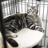 アメリカンショートヘア