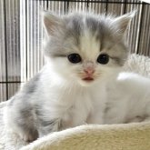 マンチカン×スコティッシュフォールド