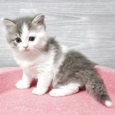 マンチカン(長足)