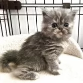 スコティッシュフォールド(立ち耳)【福岡県・女の子・2025年5月25日・ブルーパッチドタビー】の写真1