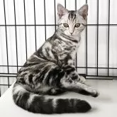 アメリカンショートヘア