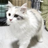 マンチカン(長足)