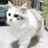 マンチカン(長足)