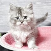 マンチカン(長足)