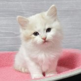 マンチカン(長足)