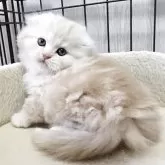 スコティッシュフォールド(折れ耳)