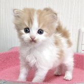 スコティッシュフォールド(立ち耳)