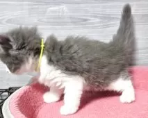 マンチカン(長足)【福岡県・男の子・2025年9月13日・ブルータビー&ホワイト】の写真2