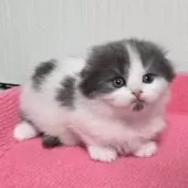 スコティッシュフォールド(折れ耳)【福岡県・男の子・2024年12月5日・ブルータビー&ホワイト】の写真2