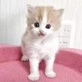 スコティッシュフォールド(立ち耳)【福岡県・男の子・2025年11月6日・レッドタビー&ホワイト】の写真2