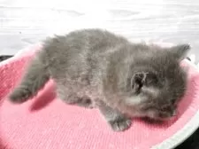 マンチカン(長足)【福岡県・男の子・2025年8月11日・ブルー】の写真2