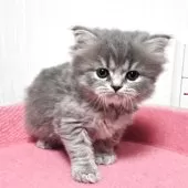 スコティッシュフォールド(立ち耳)【福岡県・女の子・2025年11月2日・ブルータビー】の写真2