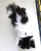 スコティッシュフォールド(立ち耳)【福岡県・女の子・2025年6月27日・ブラウンタビー&ホワイト】の写真2