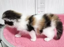 スコティッシュフォールド(折れ耳)【福岡県・女の子・2025年6月25日・キャリコ】の写真2