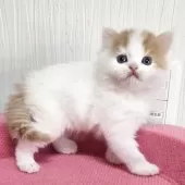 スコティッシュフォールド(立ち耳)【福岡県・男の子・2025年11月6日・レッドタビー&ホワイト】の写真2
