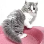 スコティッシュフォールド(立ち耳)【福岡県・男の子・2025年7月26日・ブルータビー&ホワイト】の写真3